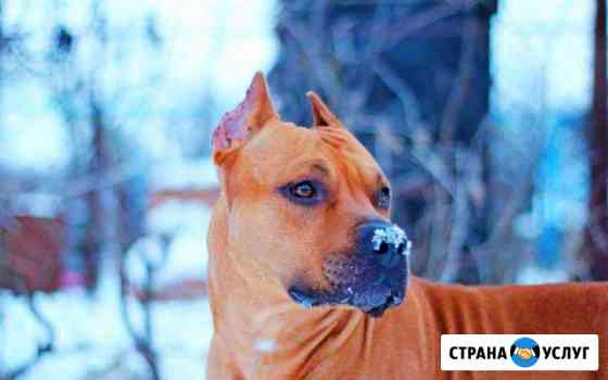 Временный дом, передержка собак и кошечек Казань