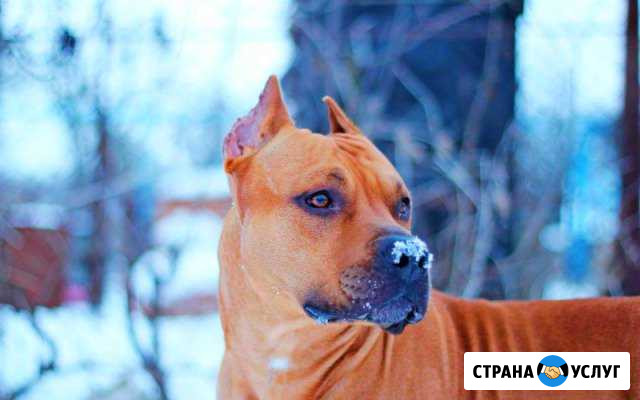 Временный дом, передержка собак и кошечек Казань - изображение 1