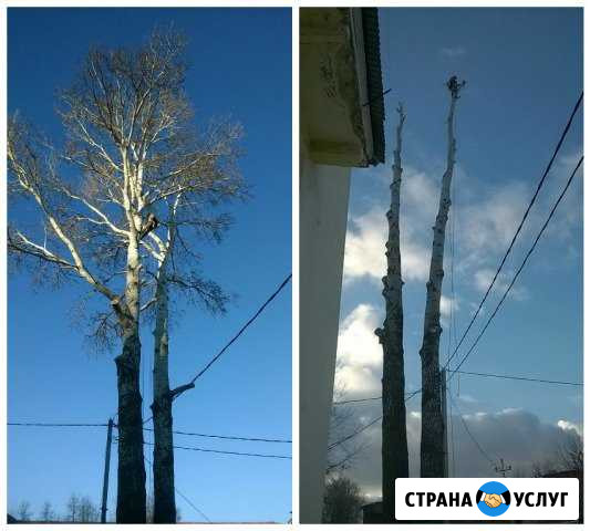Кронирование, Обрезка, Спил, Удаление Деревьев Руза - изображение 1