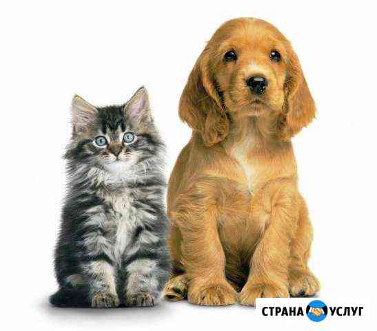 Стрижка собак и кошек в Орске Орск