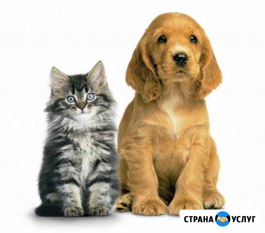 Стрижка собак и кошек в Орске Орск - изображение 1