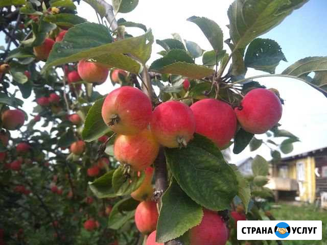 Яблоки Лысьва - изображение 1