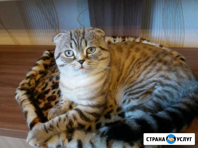 Вязка кота Чебоксары - изображение 1