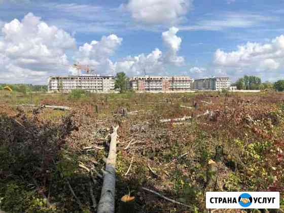 Спил дерева Санкт-Петербург