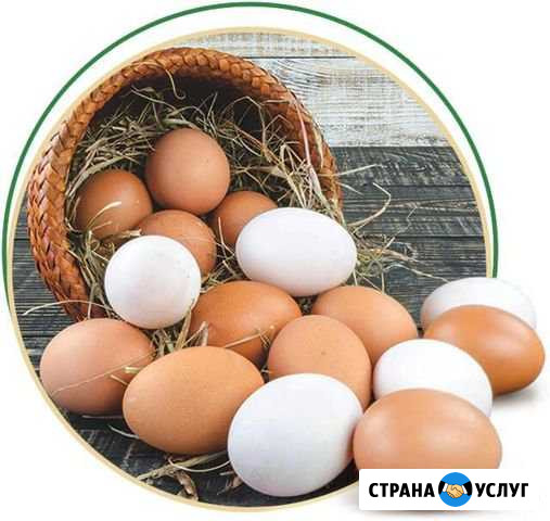 Яйца домашние Октябрьский - изображение 1