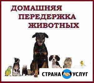 Передержка собак, уход Сочи