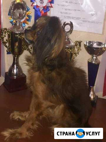 Вязка. Д. Ш. той Иркутск - изображение 1