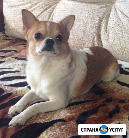 Чихуахуа-вязка Москва - изображение 1