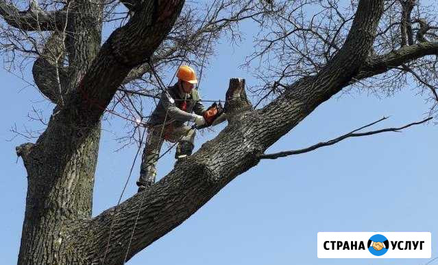 Спил деревьев Новошахтинск - изображение 1