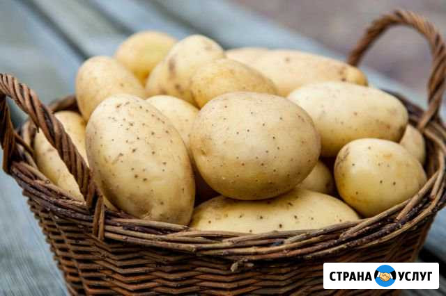Продам крупный жёлтый картофель Усолье-Сибирское - изображение 1