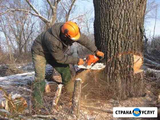 Валка/спил деревьев на участке Александров