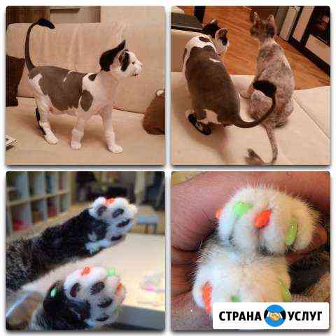 Стрижка собак и кошек, лечение зубов Москва