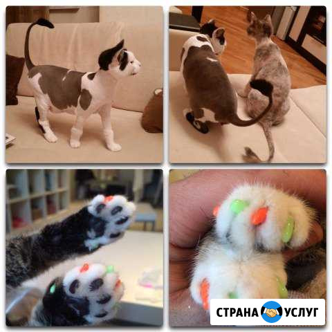 Стрижка собак и кошек, лечение зубов Москва - изображение 1