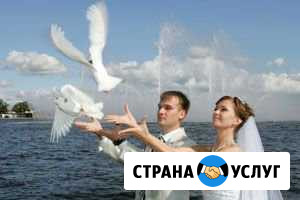 Выпуск голубей на праздничные мероприятия Тюкалинск - изображение 1