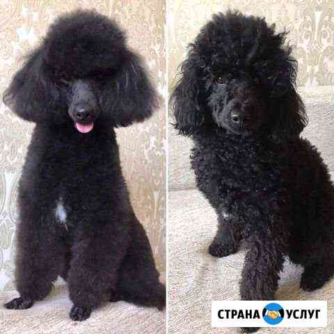 Стрижка собак Ростов-на-Дону