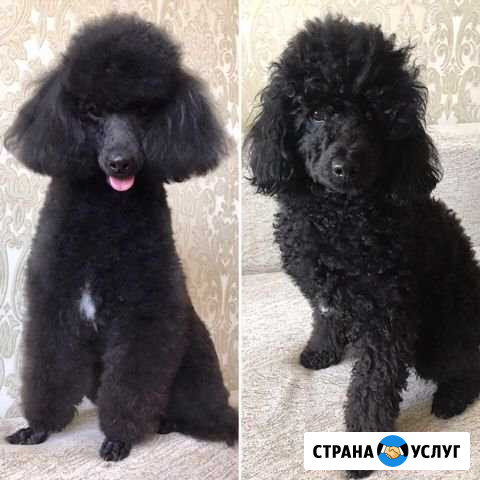 Стрижка собак Ростов-на-Дону - изображение 1