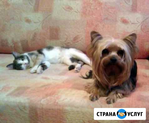 Услуги по передержке домашних животных Иваново - изображение 1