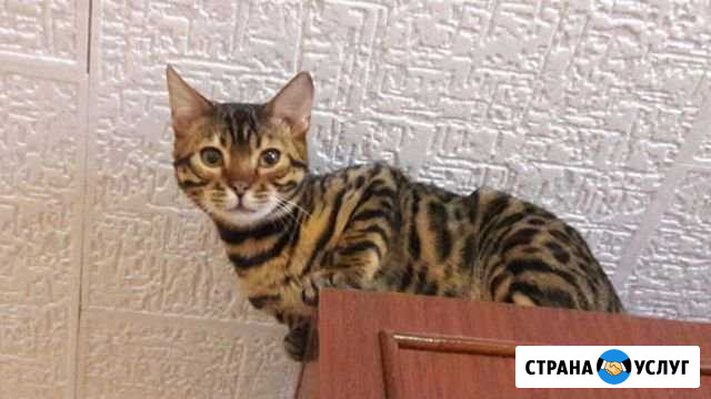Передержка за вязку Краснодар - изображение 1