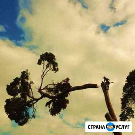 Спилить дерево. Обрезка, Удаление, Спил деревьев Мытищи