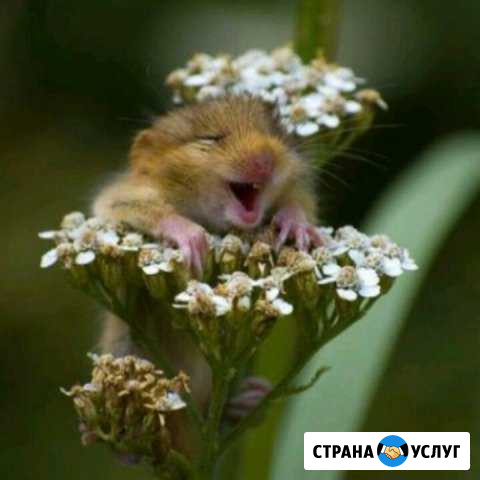 Приму грунт Звенигород - изображение 1