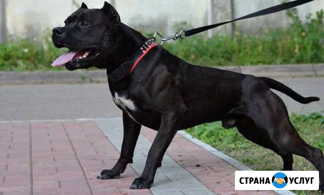 Вязка Трудобеликовский - изображение 1