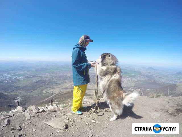 Парень хаски на вязку Пятигорск - изображение 1