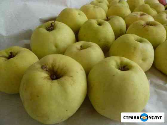 Яблоки Антоновка Москва
