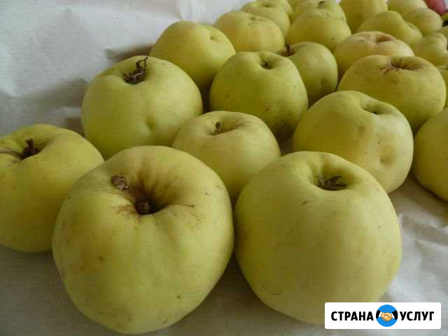 Яблоки Антоновка Москва - изображение 1