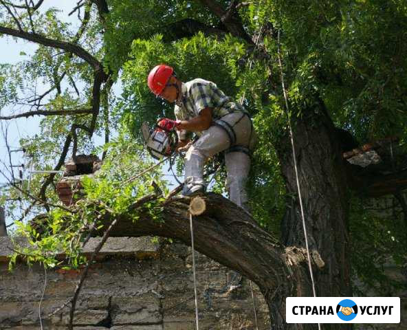Спил деревьев,скос травы,уборка участков Волгоград - изображение 1