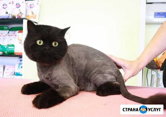Стрижка собак и кошек Череповец - изображение 1