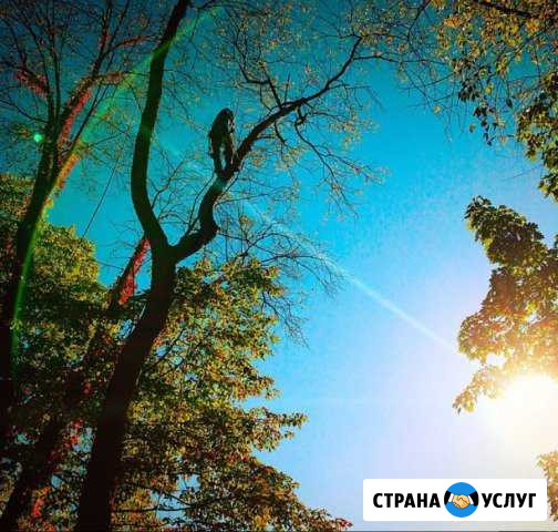 Удаление Спил Обрезка Кронирование деревьев Звенигород - изображение 1