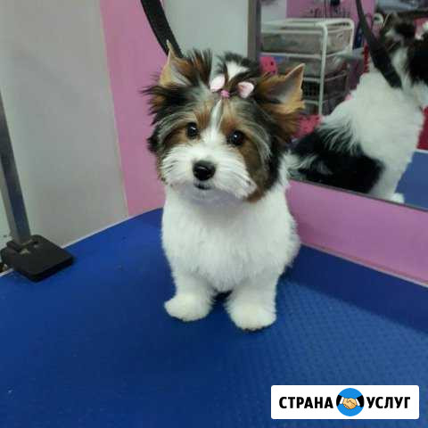 Стрижка котов, собак Таганрог - изображение 1