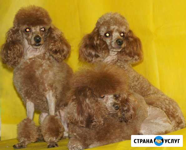 Стрижка собак профессиональная Геленджик - изображение 1