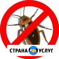 Уничтожение насекомых на участках и в квартирах Гурьевск - изображение 1