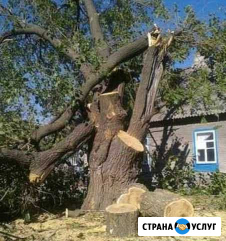 Валка деревьев Всеволожск - изображение 1