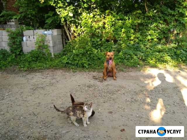 Дрессировка собак Тимашевск - изображение 1
