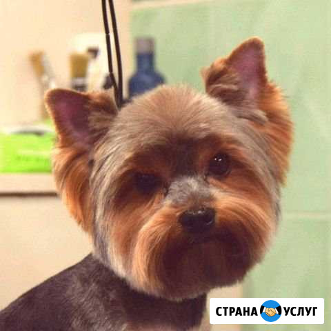 Стрижка собак и кошек. Котобанда Новосибирск - изображение 1