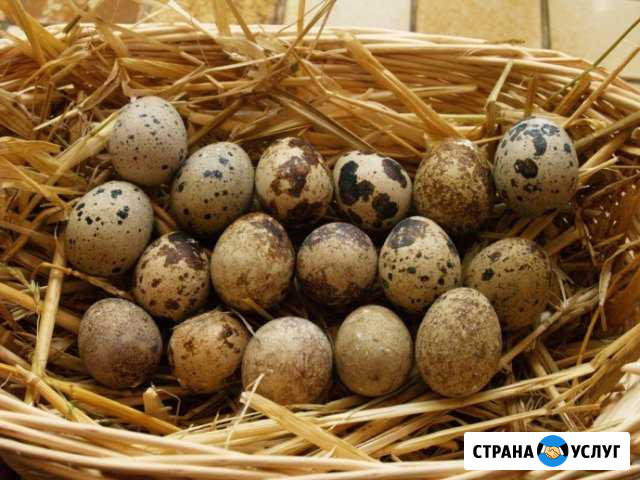 Экологически чистые продукты Раменское - изображение 1