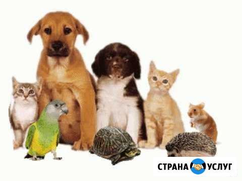 Передержка животных Нижневартовск - изображение 1