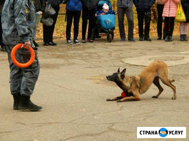 Современная дрессировка собак Казань - изображение 1