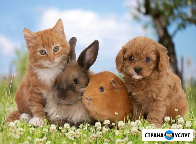 Стрижка животных Чистополь - изображение 1
