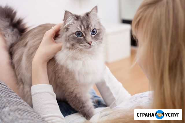 Передержка кошек Нижнекамск - изображение 1