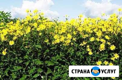 Топинамбур изгородь. В любом регионе Абрау-Дюрсо - изображение 1