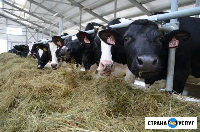 Ищем инвестора в сх крс молочное Нюксеница - изображение 1
