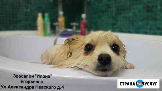 Илона салон красоты и Груминг Егорьевск