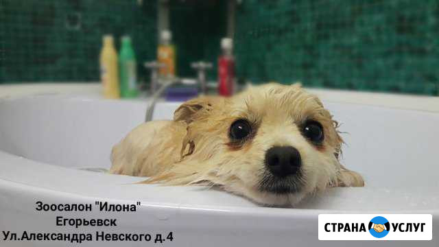 Илона салон красоты и Груминг Егорьевск - изображение 1