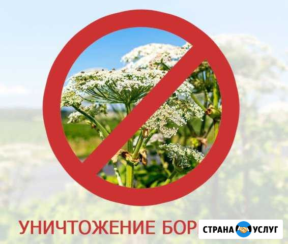Уничтожение сорной растительности Слободской - изображение 1