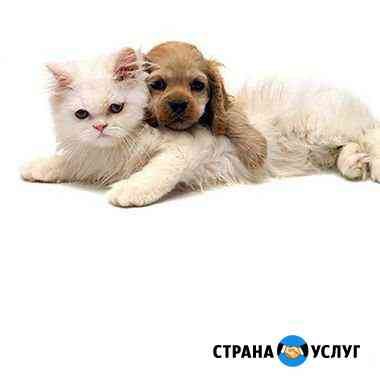 Присмотр, помощь и уход за животными в ваше отсутс Ростов-на-Дону
