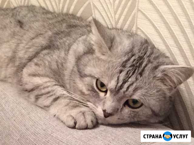 Британский кот, вязка Мытищи - изображение 1