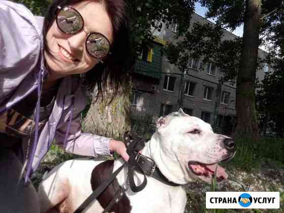 Вязка питбуль Курск